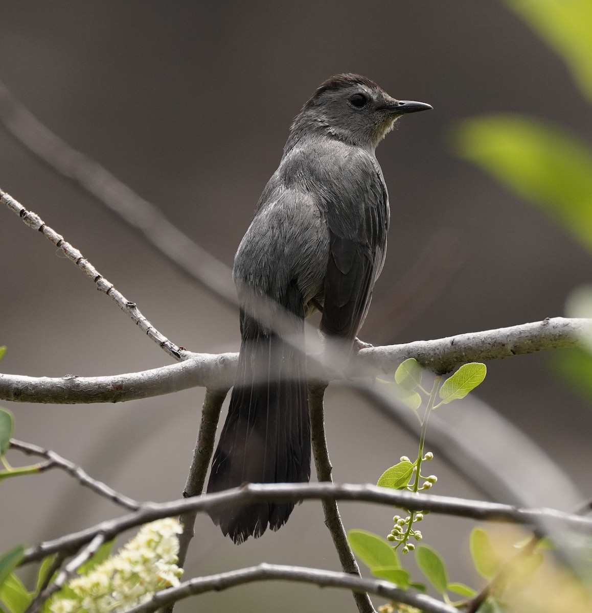 Gray Catbird - linda p