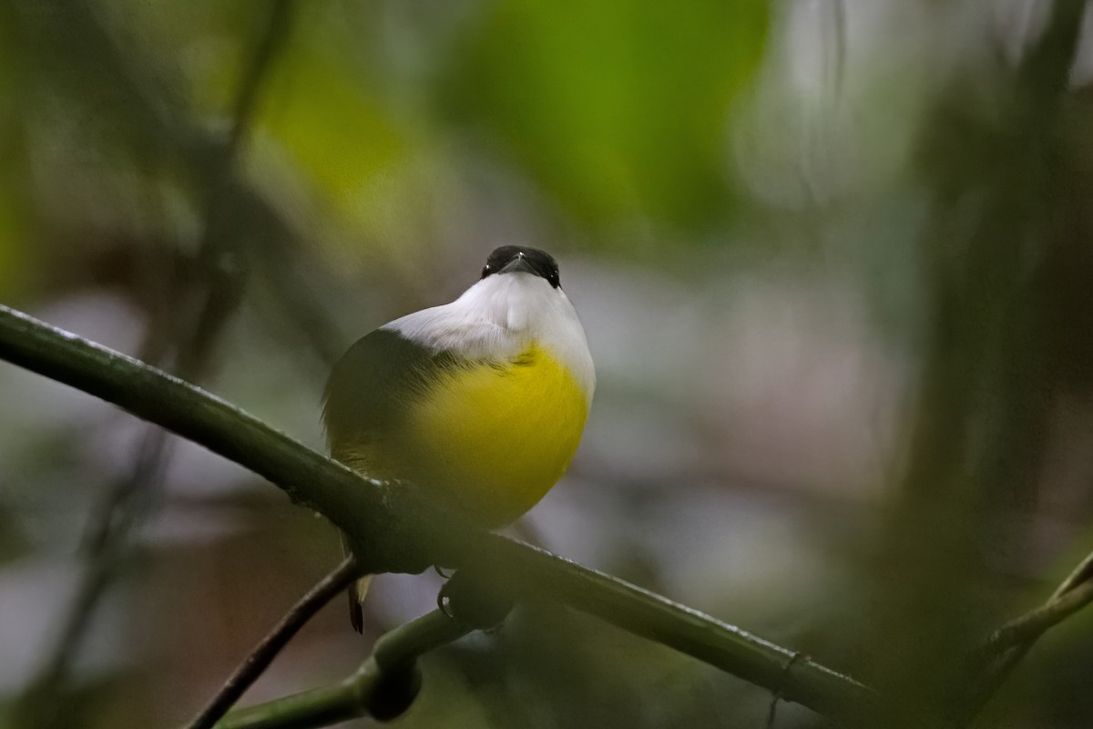 White-collared Manakin - Vic Hubbard