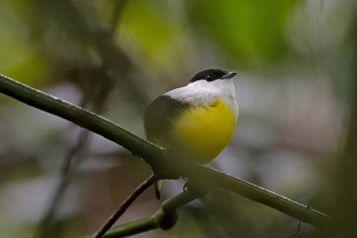 White-collared Manakin - Vic Hubbard