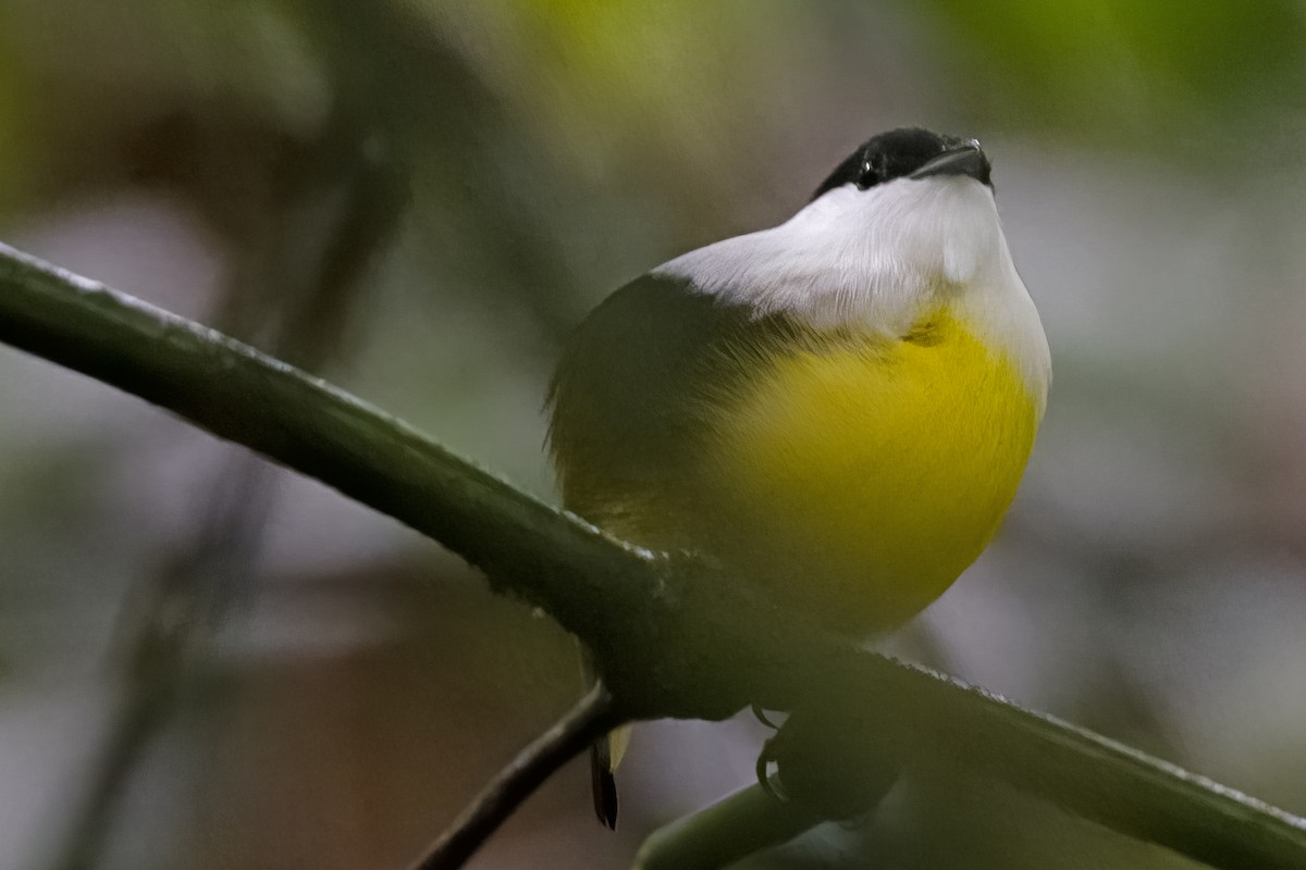 White-collared Manakin - Vic Hubbard