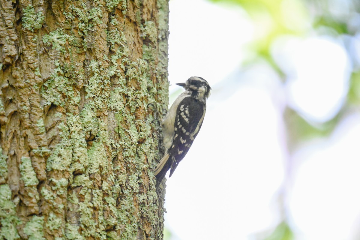 Downy Woodpecker - ML619650869