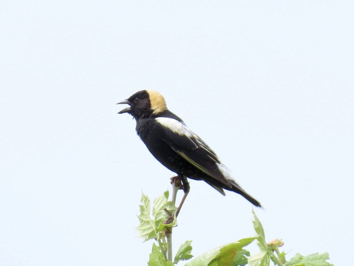 Bobolink - ML619650871