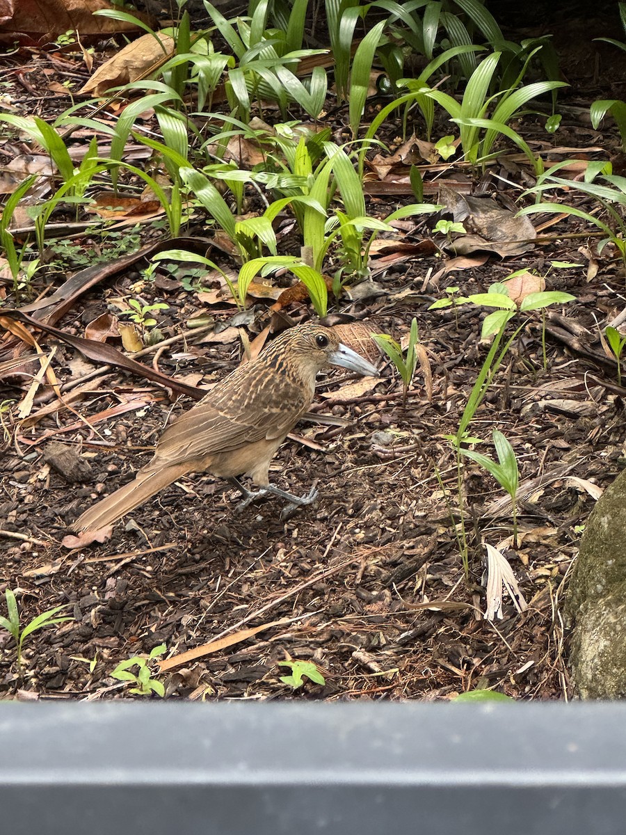 Black Butcherbird - ML619650873