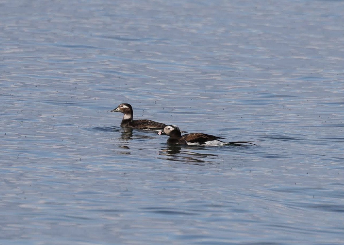 Long-tailed Duck - Chantal Brault