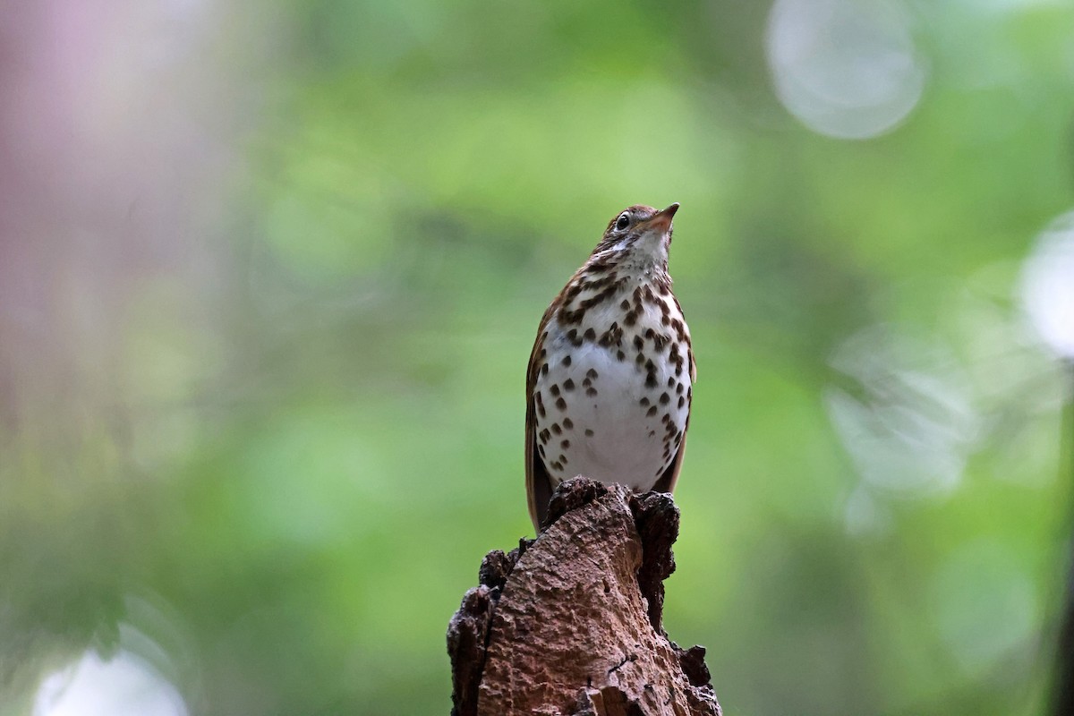 Wood Thrush - ML619650880