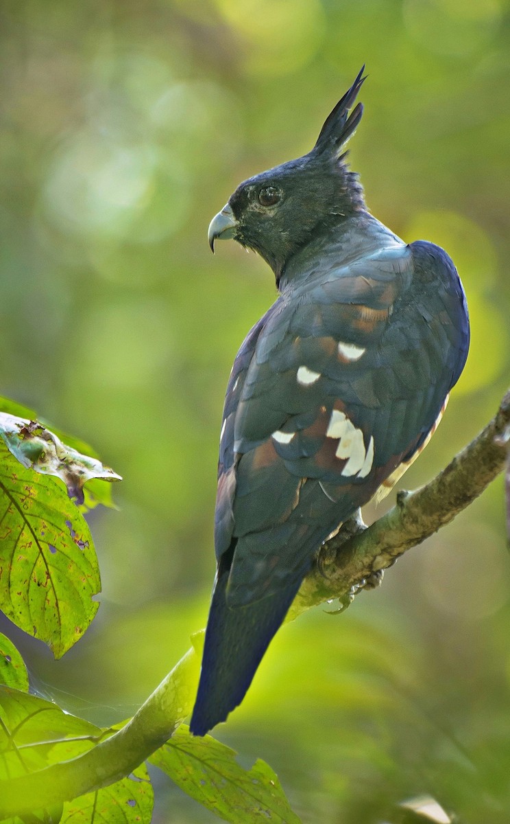 Black Baza - Renuka Vijayaraghavan