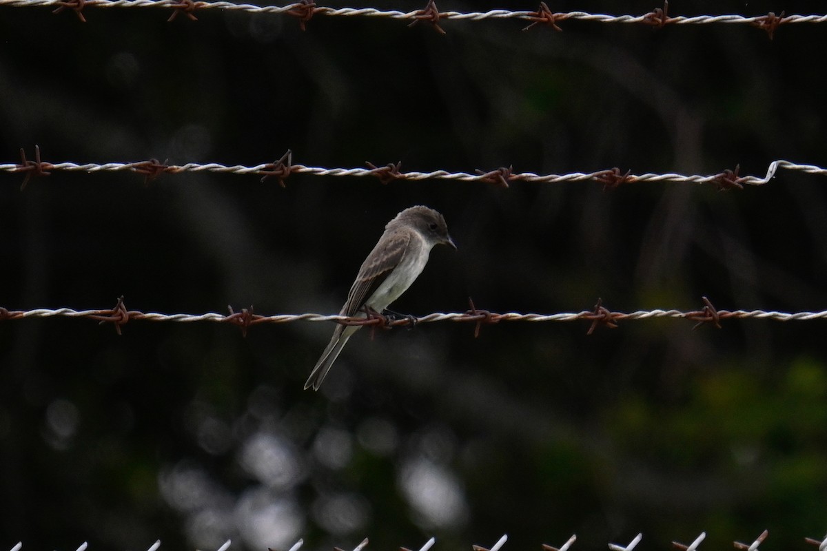 Eastern Phoebe - Rebecca Morgan