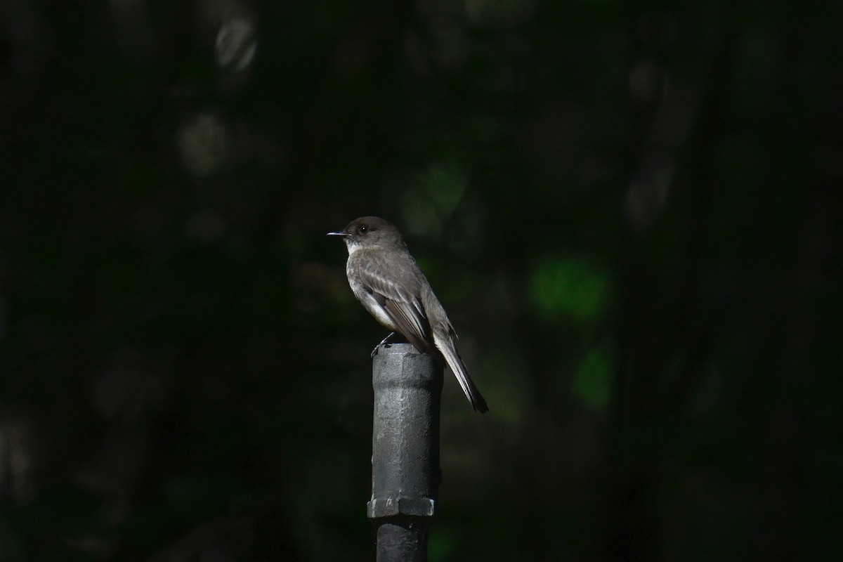 Eastern Phoebe - Rebecca Morgan