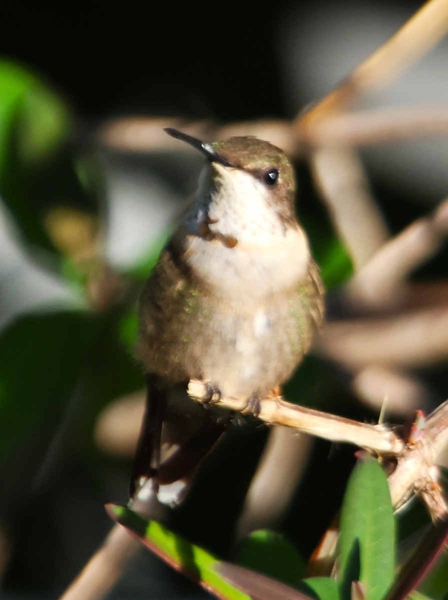 Ruby-throated Hummingbird - Alan Shapiro