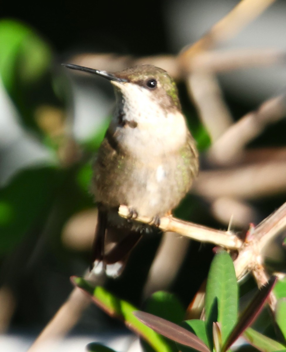 Ruby-throated Hummingbird - Alan Shapiro