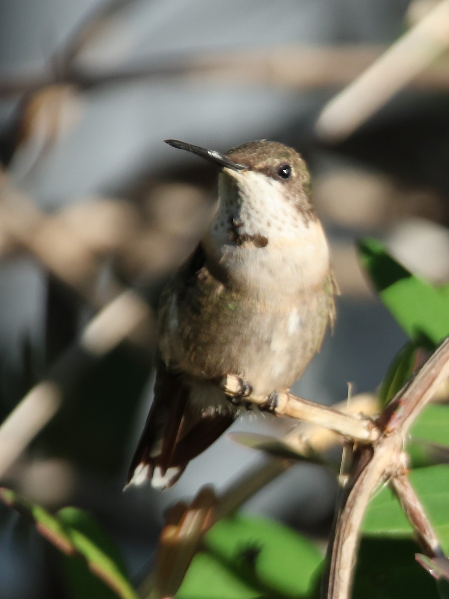 Ruby-throated Hummingbird - Alan Shapiro