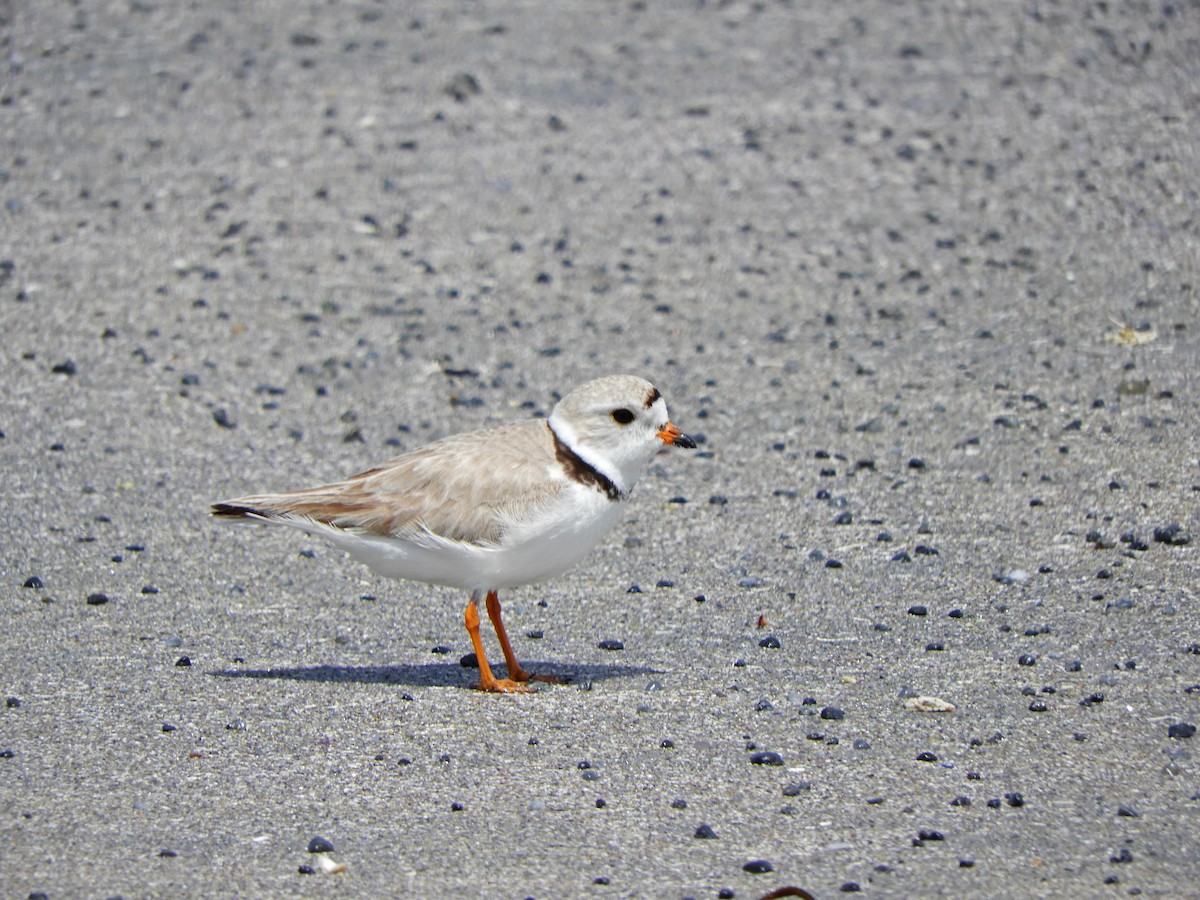 Piping Plover - Ray Wershler