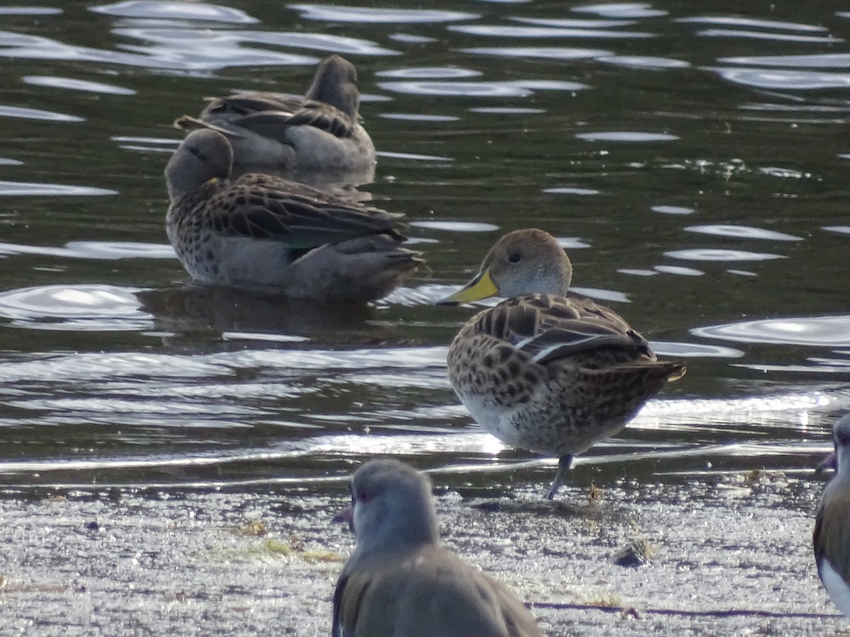 Yellow-billed Pintail - ML619650899