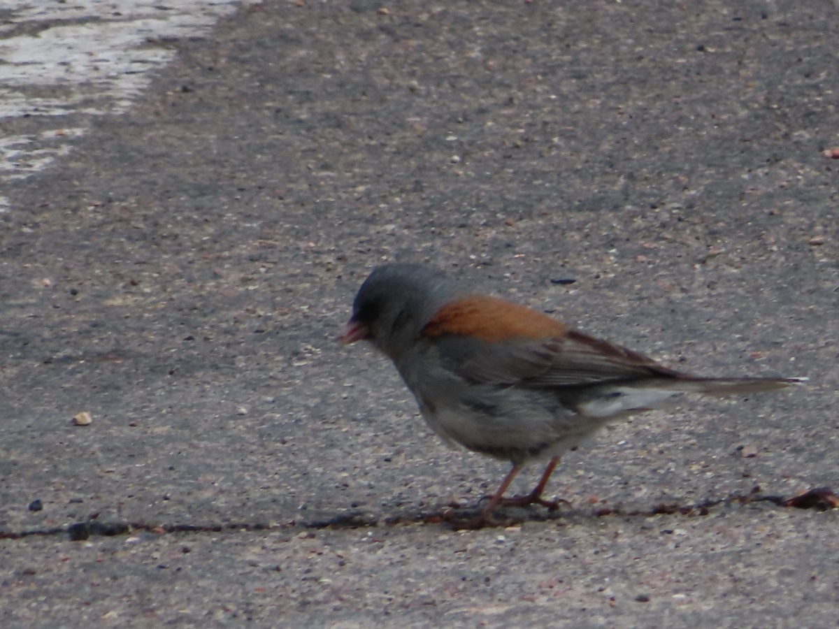 Dark-eyed Junco (Gray-headed) - Ursula  Mitra