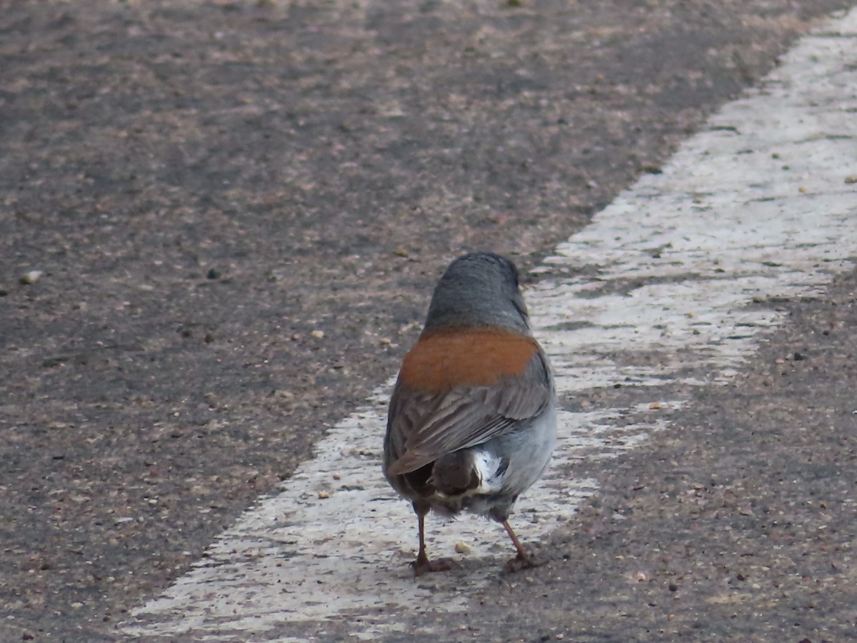 Dark-eyed Junco (Gray-headed) - Ursula  Mitra