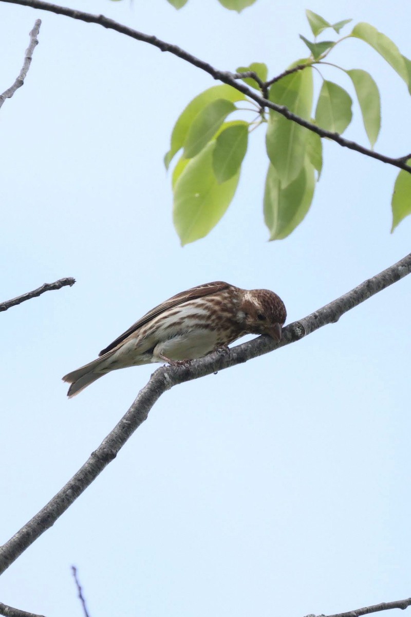 Purple Finch - Anonymous