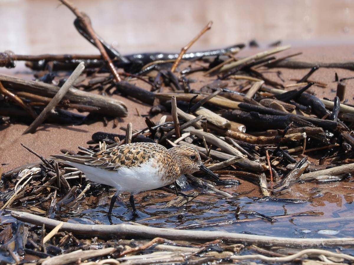 Bécasseau sanderling - ML619650907