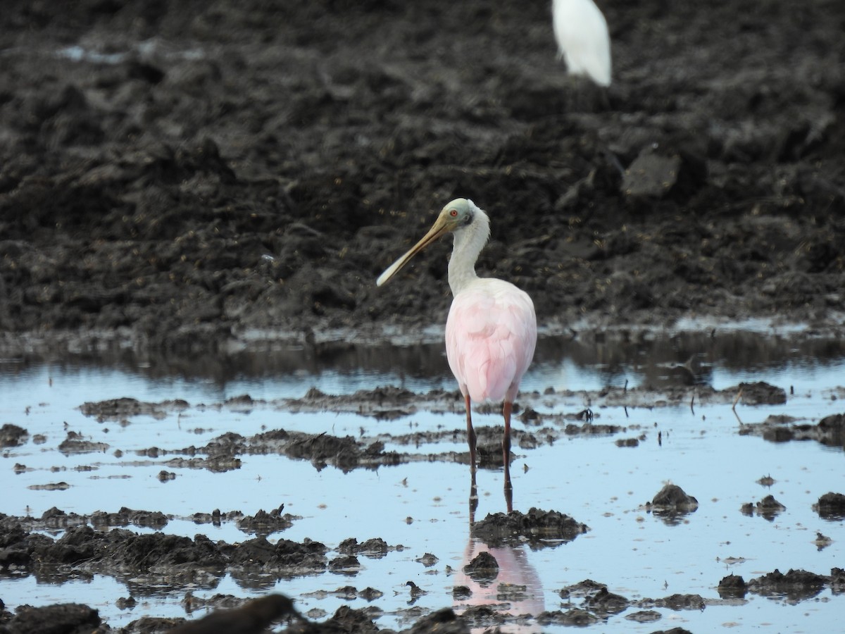 Roseate Spoonbill - Elida Valdés