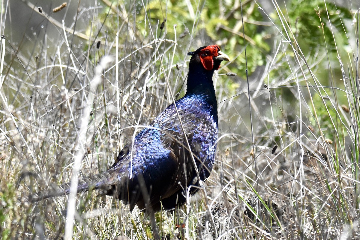 Ring-necked/Green Pheasant - ML619650914