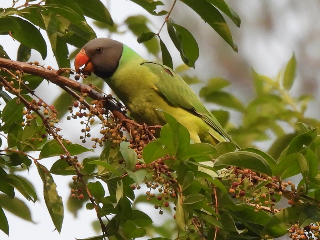 Slaty-headed Parakeet - Chethan Krishnan