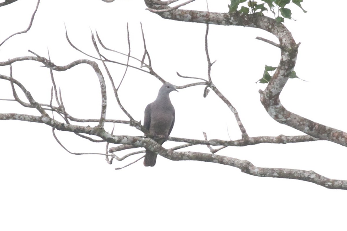 Barking Imperial-Pigeon - ML619650921