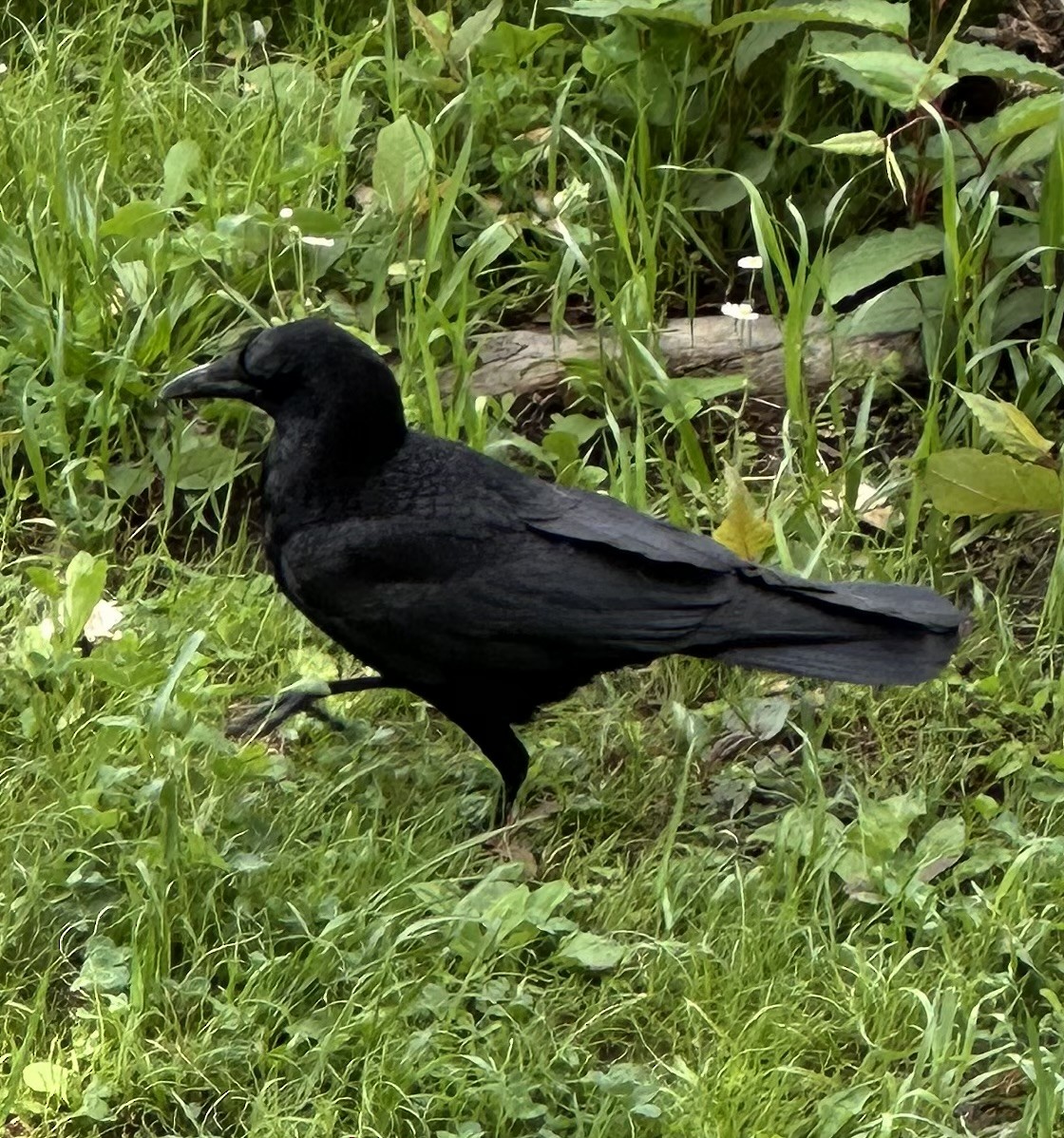 Large-billed Crow - Annie Donwerth-Chikamatsu