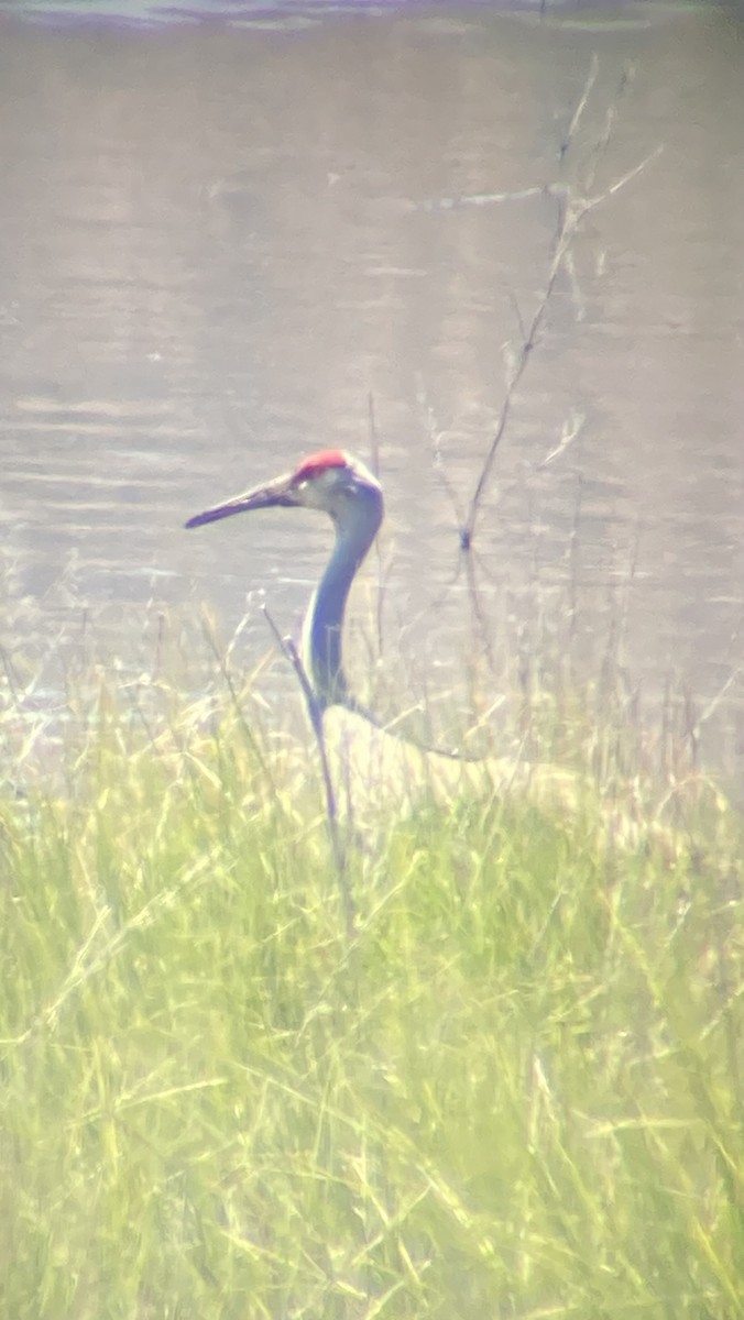 Sandhill Crane - ML619650925