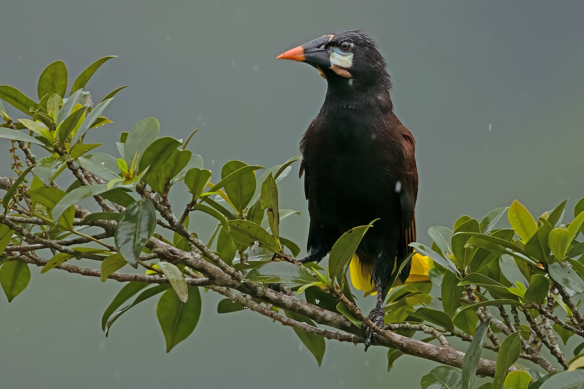 Montezuma Oropendola - Vic Hubbard