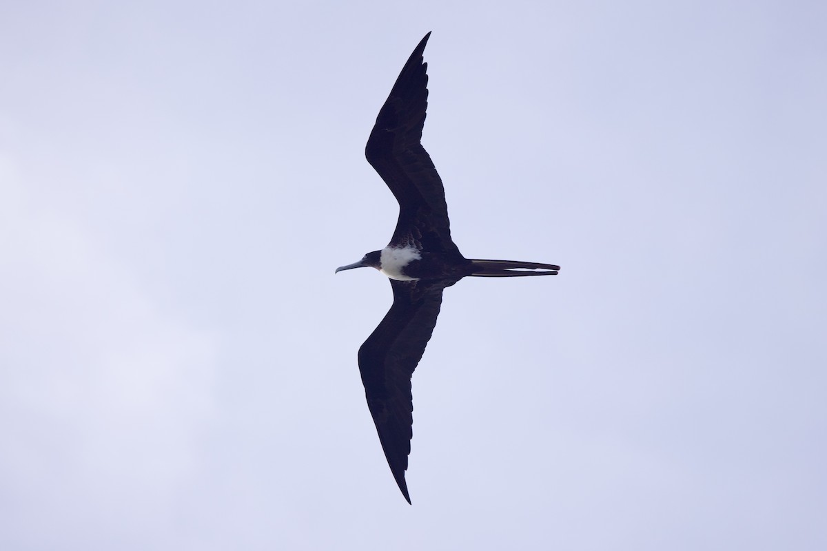 Magnificent Frigatebird - Michael St John