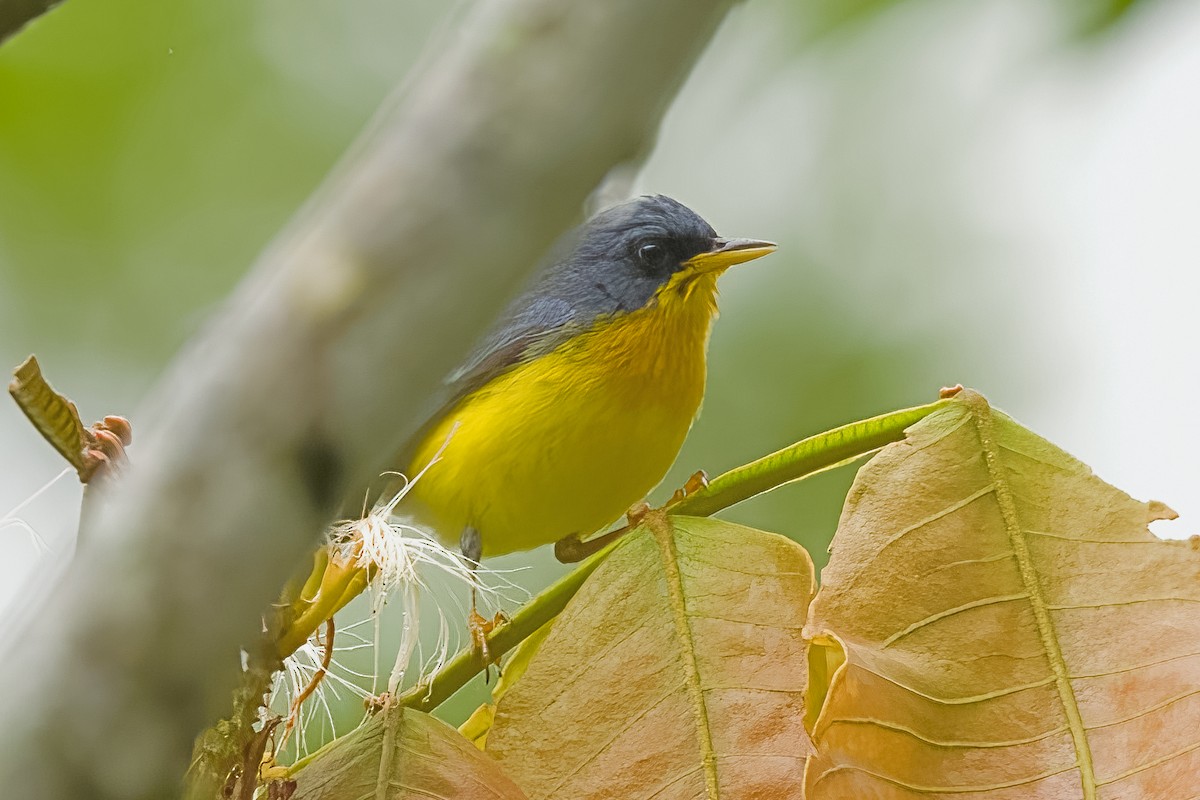 Tropical Parula - Vic Hubbard