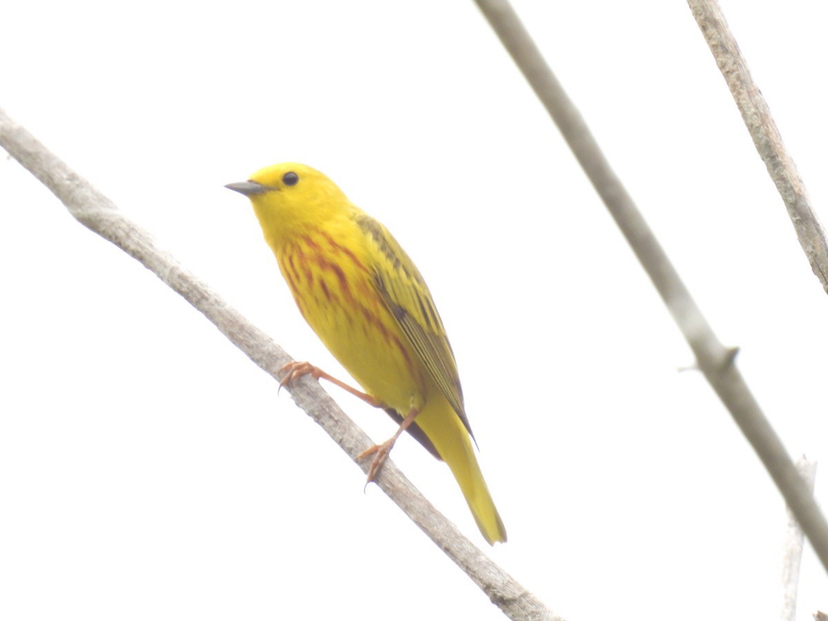 Yellow Warbler - Bruce Moorman