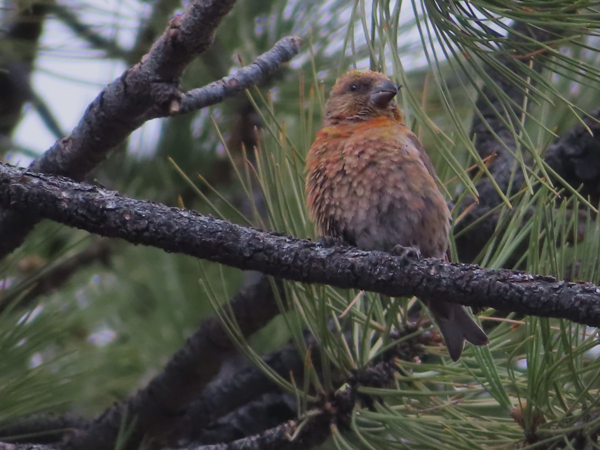 Red Crossbill - Ursula  Mitra