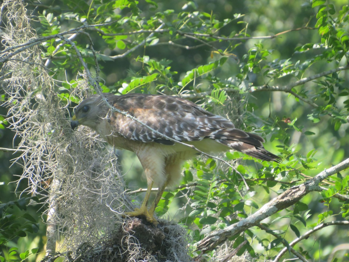 Red-shouldered Hawk - Joel Jacobson