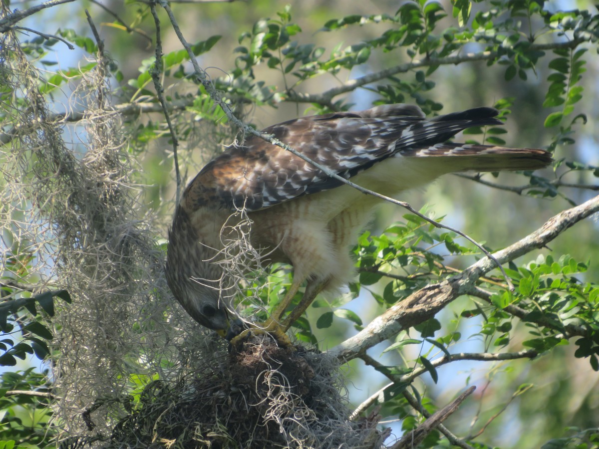 Red-shouldered Hawk - Joel Jacobson