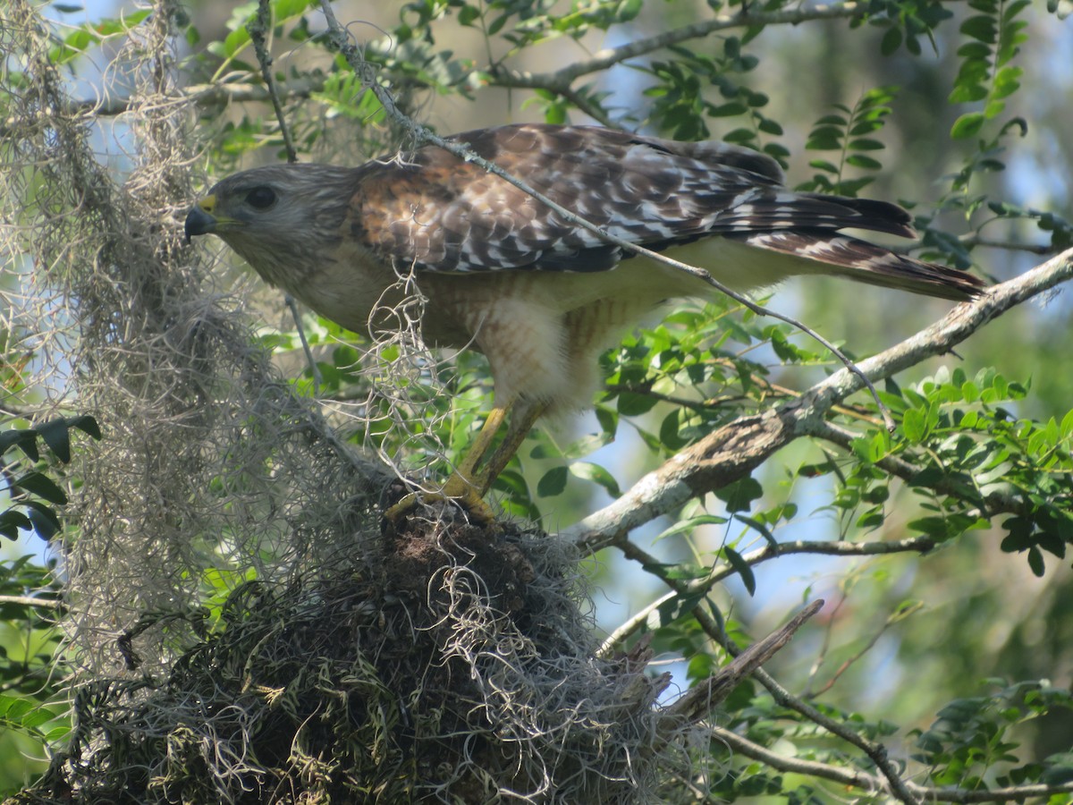 Red-shouldered Hawk - Joel Jacobson