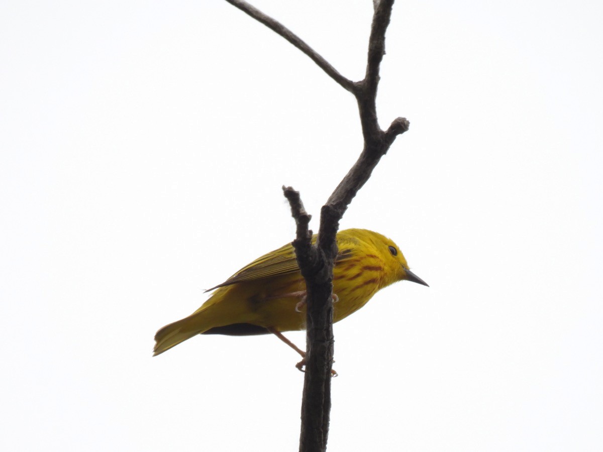 Yellow Warbler - Bruce Moorman