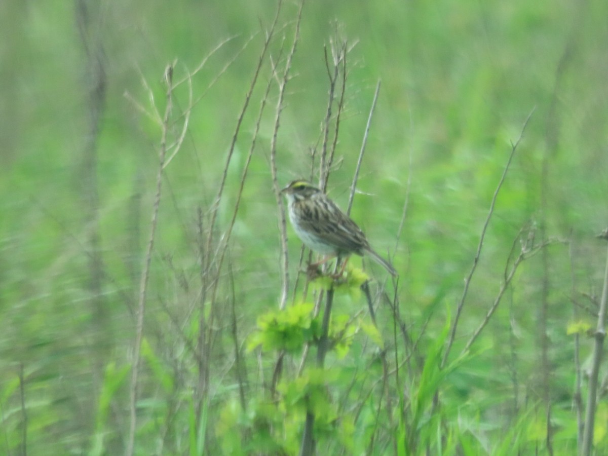 Savannah Sparrow - ML619650976