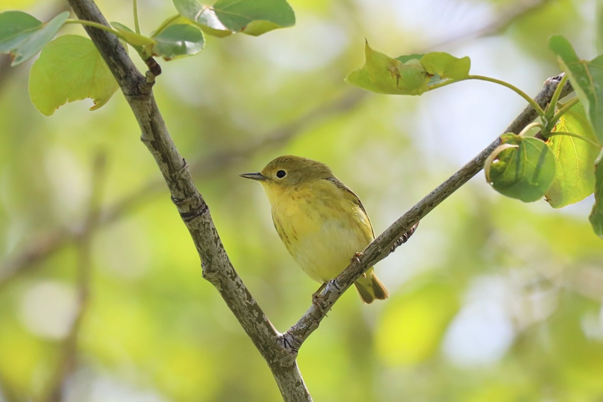 Yellow Warbler - Nolan Kerr