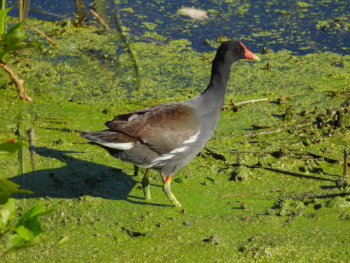 Common Gallinule - Diane Bricmont