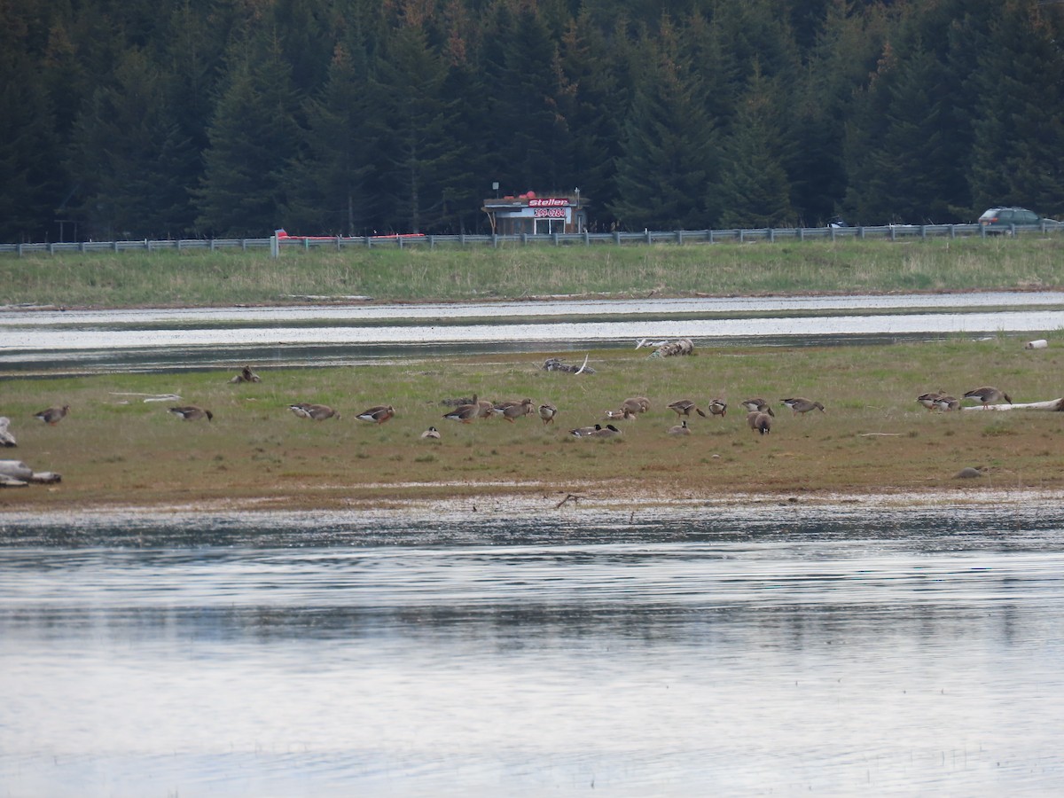 Greater White-fronted Goose - wayne washam