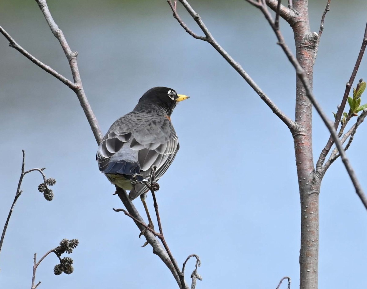 American Robin - Kathy Marche