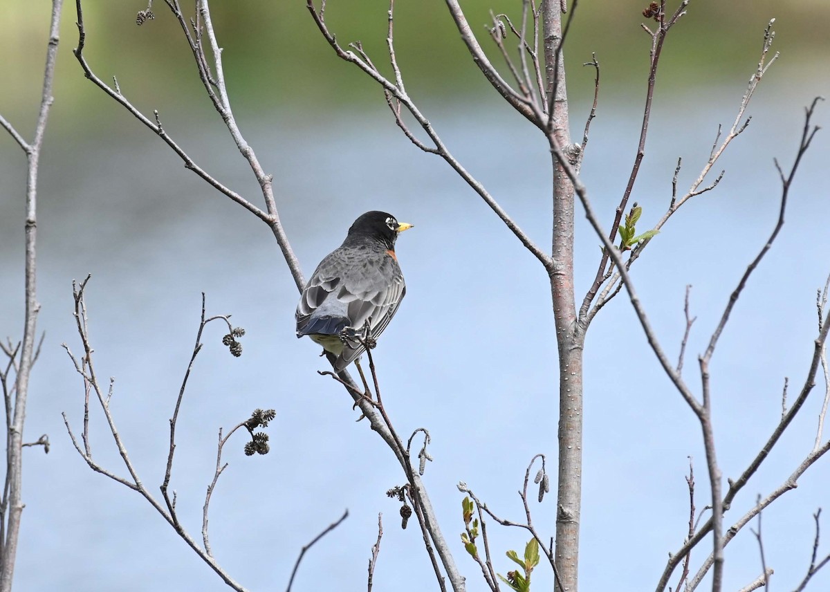 American Robin - Kathy Marche