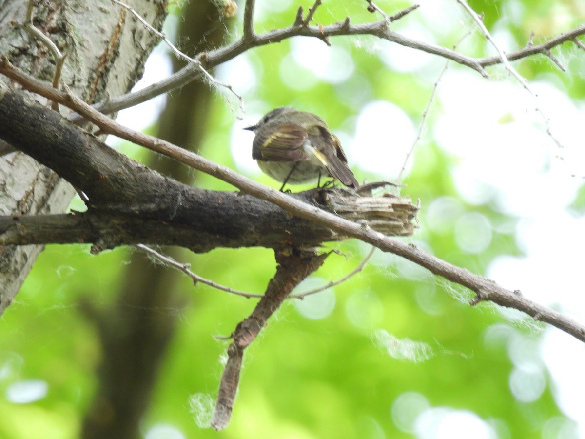 American Redstart - Bruce Moorman