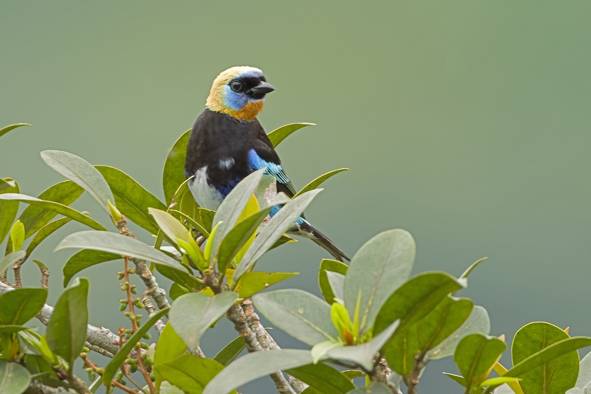 Golden-hooded Tanager - Vic Hubbard