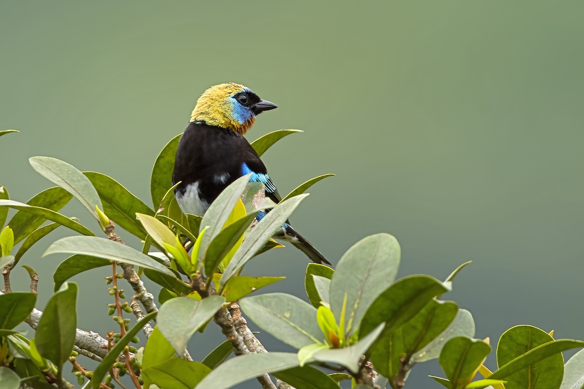 Golden-hooded Tanager - Vic Hubbard