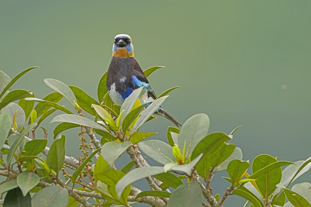 Golden-hooded Tanager - Vic Hubbard