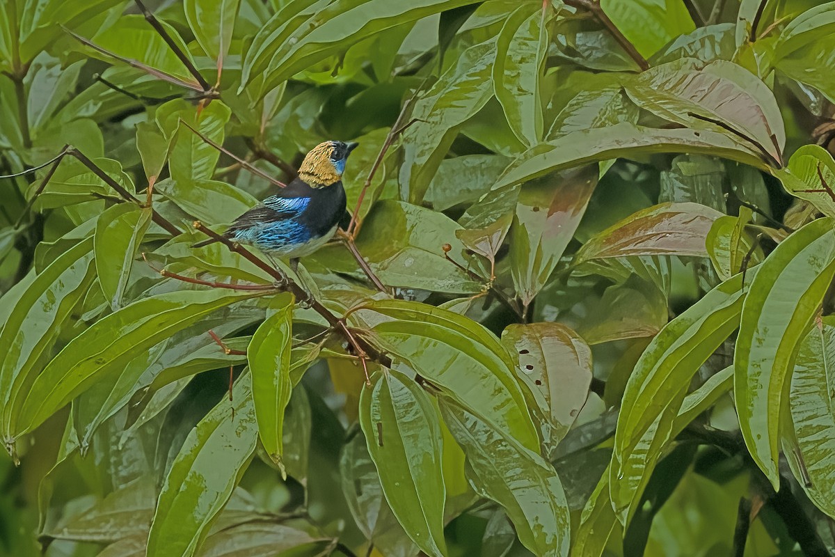 Golden-hooded Tanager - Vic Hubbard