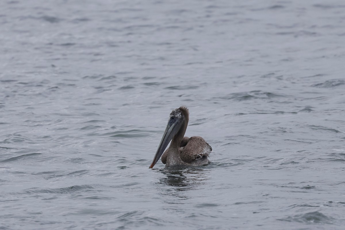 Brown Pelican - Caleb Villar