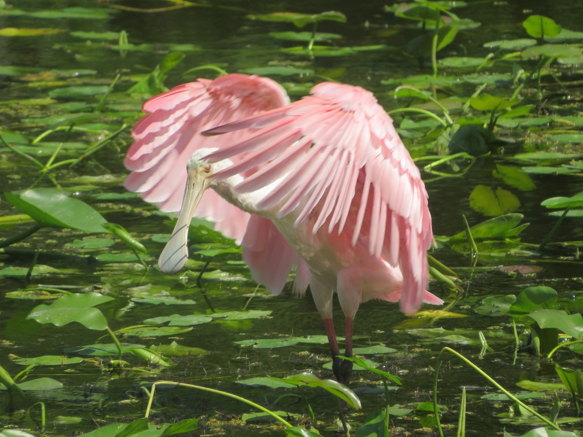 Roseate Spoonbill - Joel Jacobson