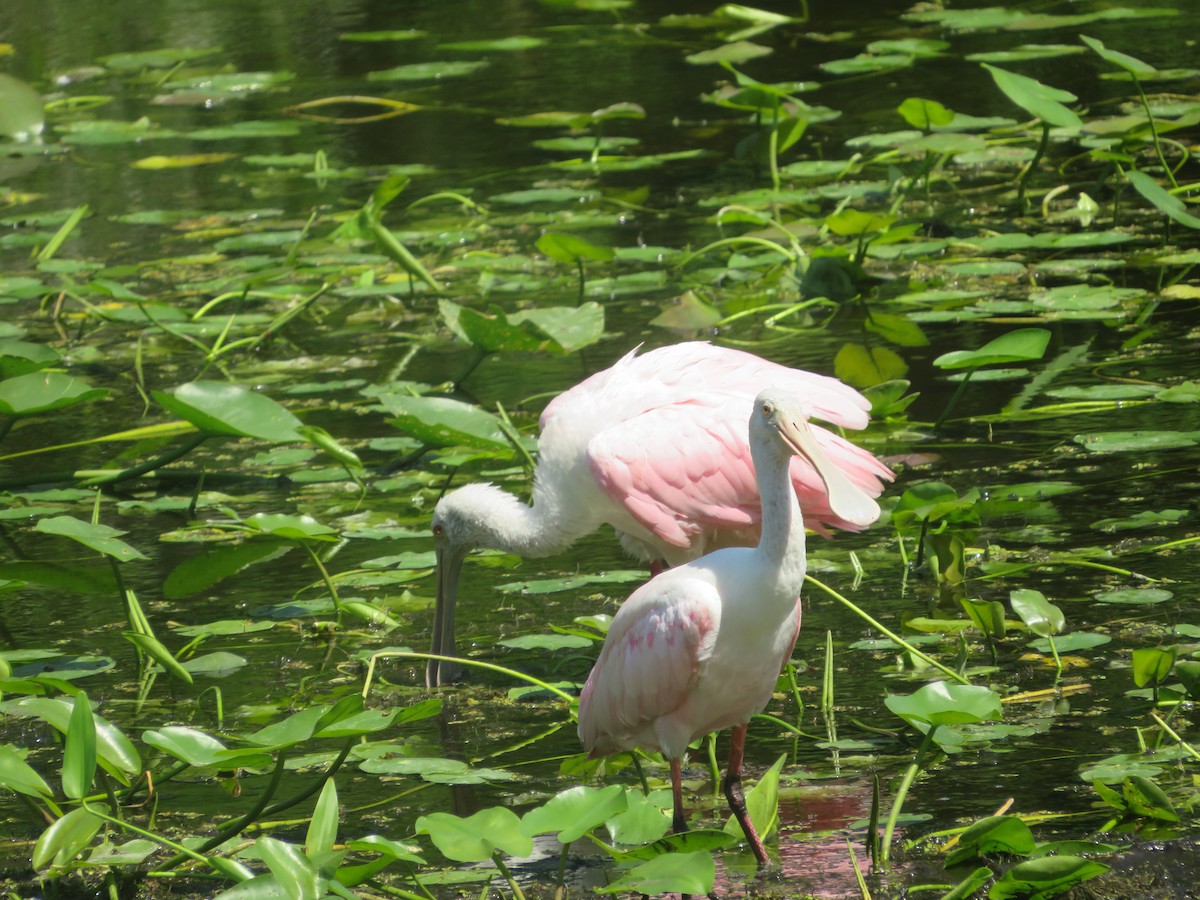 Roseate Spoonbill - Joel Jacobson